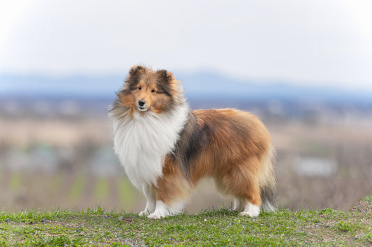 Grooming your shetland sheepdog