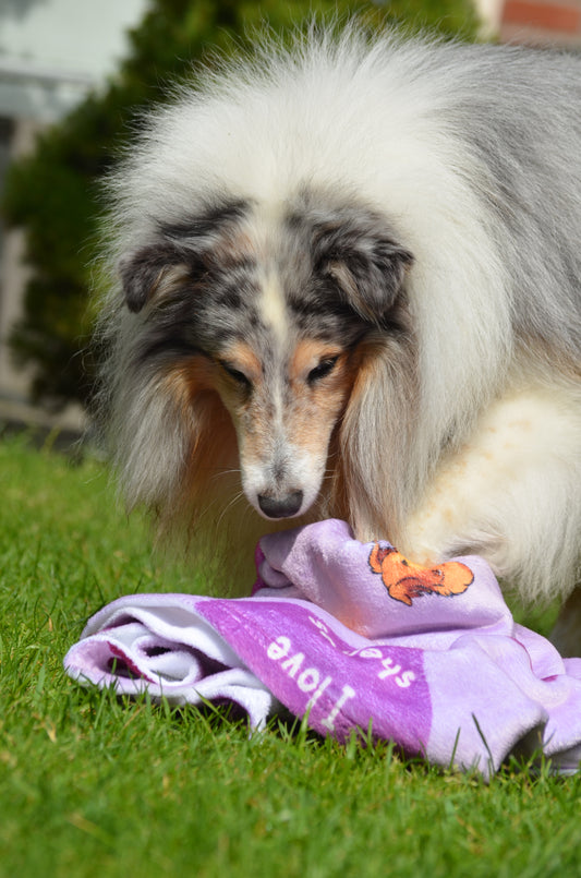 Brain game with the sheltie towel!