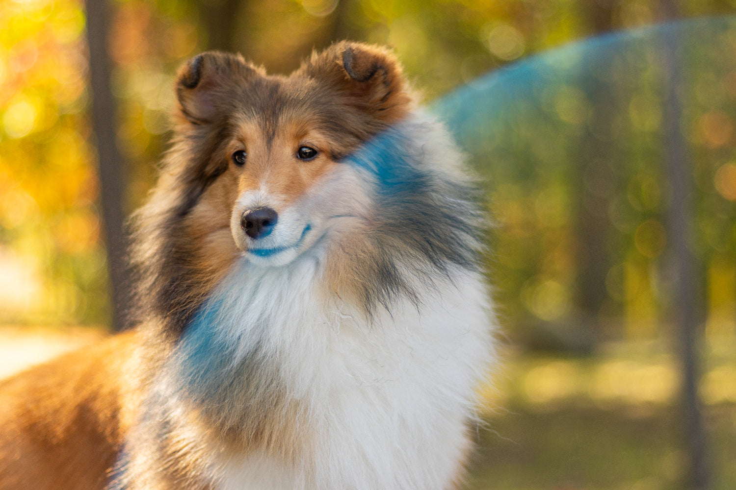 Blue Merle Sheltie Blue Merle Sheltie Puppy Show Biz Shelties