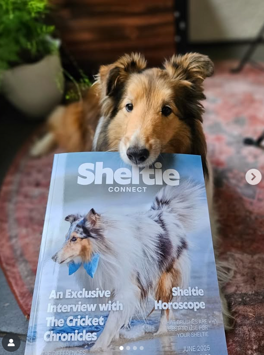 Sheltie Connect Magazine June '25