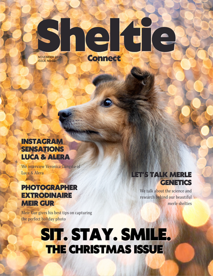 Sheltie Connect Magazine November '25