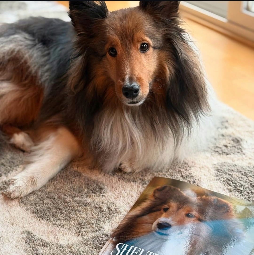 Sheltie Connect Magazine - Main Image