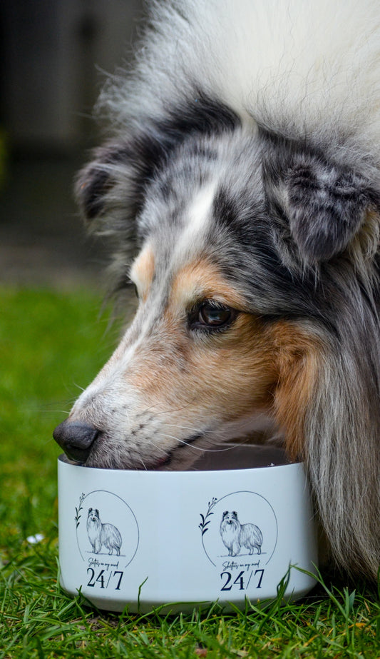 Sheltie bowl
