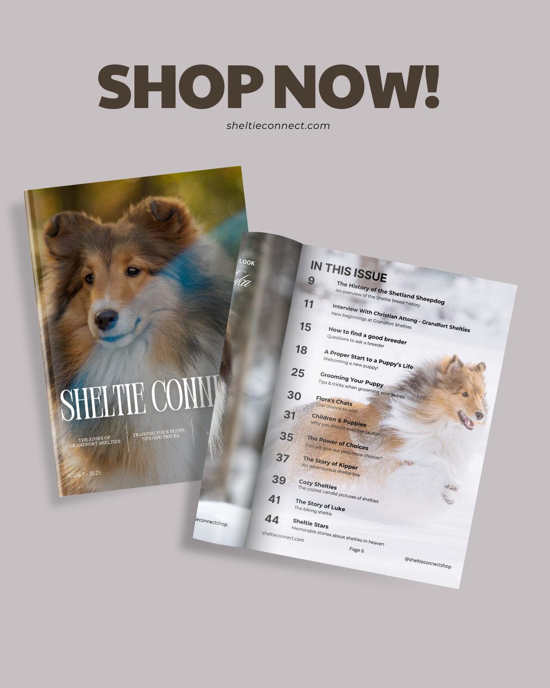 Sheltie Connect Magazine #1 - Image 2