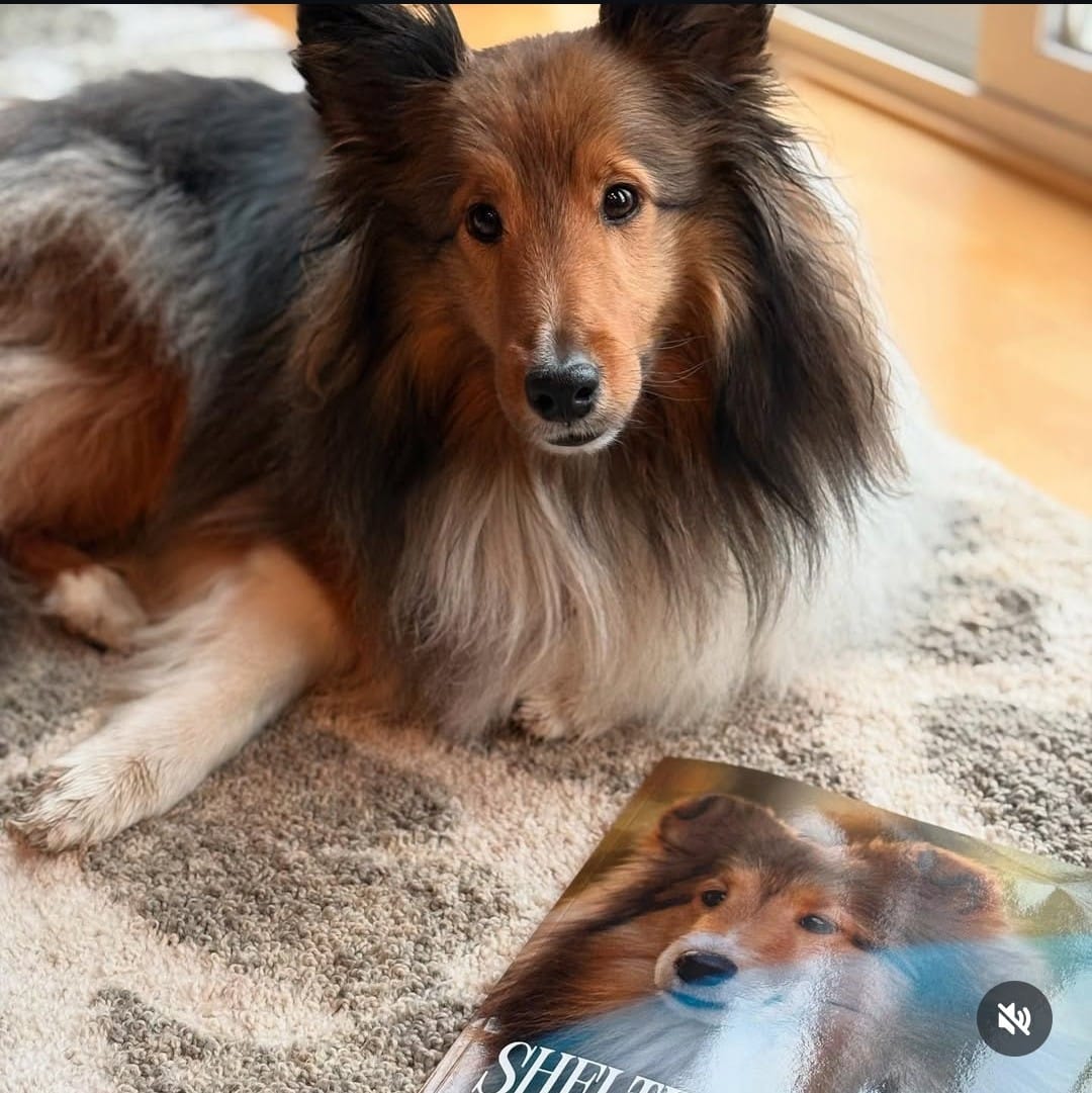 Sheltie Connect Magazine #1 - Image 3