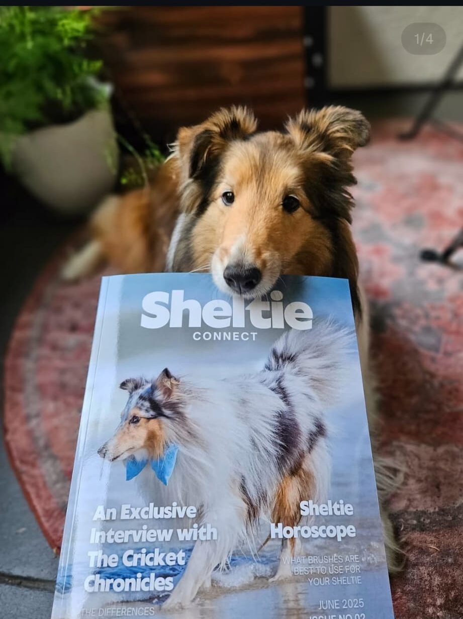 Sheltie Connect magazine June '25