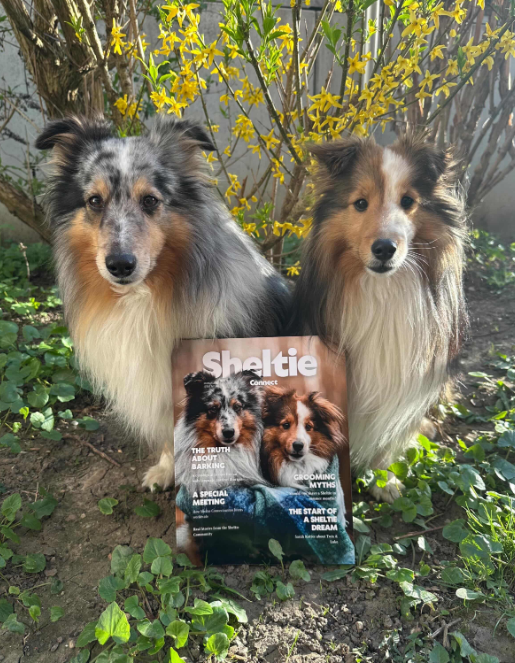 Sheltie Connect Magazine March '26 - Image 3