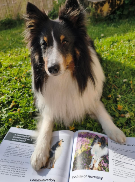 Sheltie Connect Magazine March '26 - Image 4