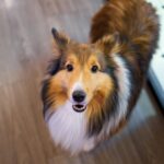 sheltie, dog, pet, happy, animal, nature, domestic dog, canine, mammal, cute, adorable, portrait