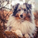 sheltie, dog, pet, canine, animal, fur, snout, mammal, dog portrait, animal world, nature, sheltie, sheltie, sheltie, sheltie, sheltie, pet