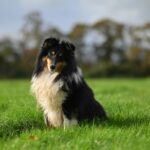 Shetland Sheepdog sitting gracefully in a lush green field on a sunny day.